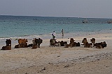 Cows on the beach